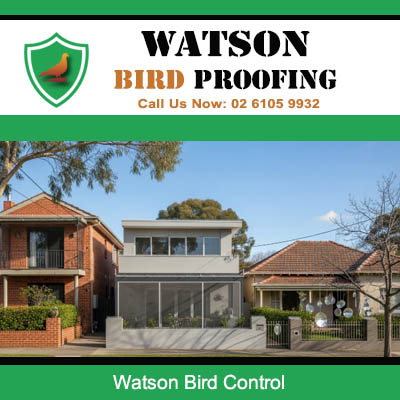 Professional bird control solutions for residential houses in Watson area