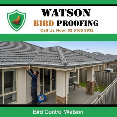 Professional bird proofing installation on residential roof in Watson ACT protecting tiles from pest birds and droppings