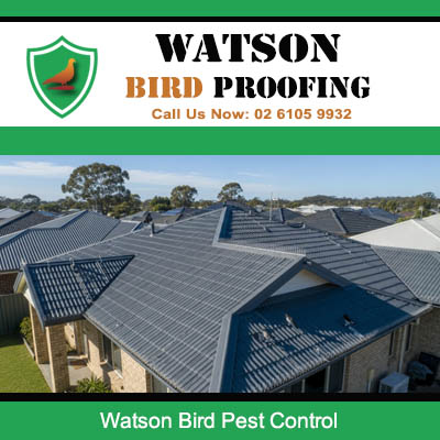 Bird pest control solutions protecting residential roofs in Watson suburb