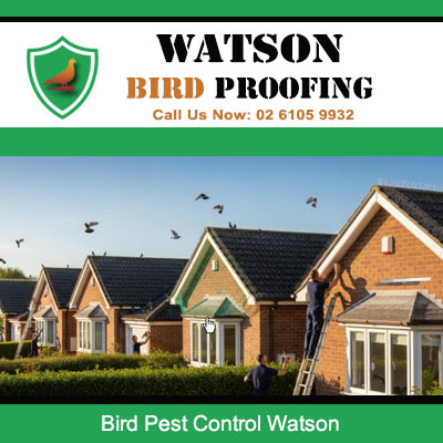 Bird pest control services protecting elegant residential homes with heritage features in Watson suburb