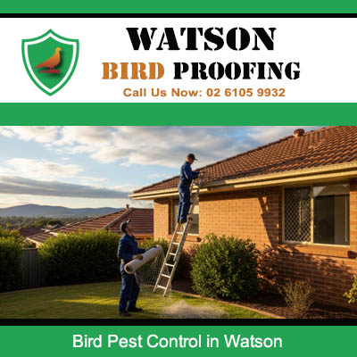 Professional bird pest control specialist working on tile roof at home in Watson area