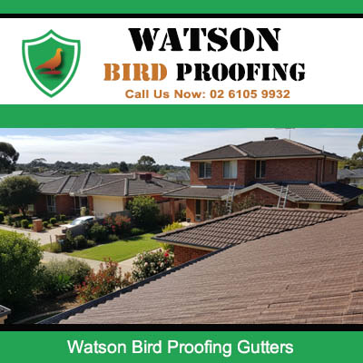 Bird proofing gutters on residential homes in Watson preventing birds from nesting in roofs