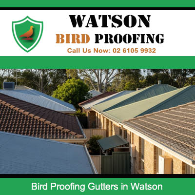 Bird proofing gutters on residential roofline preventing pigeons and sparrows from nesting in gutter systems in Watson