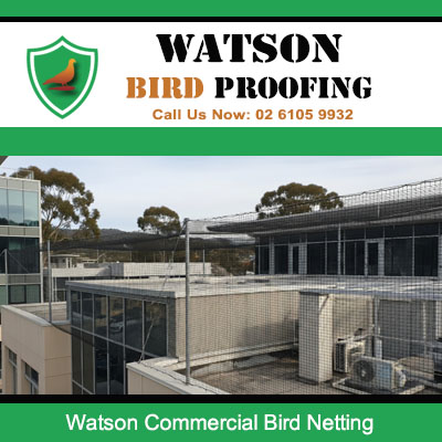 Commercial bird netting installed on Watson business premises preventing pigeon roosting and protecting property from droppings
