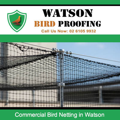 Professional bird exclusion netting system installed on commercial property to prevent pigeons and sparrows from roosting in Watson