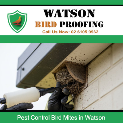Bird nest removal from Watson home eaves eliminating pest mites and droppings
